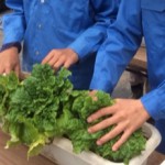 本日の作業は、収穫・販売、ハクサイ塩漬け 活動/実践