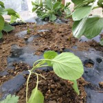 謹賀新年 ニンニクの発芽とキャベツ苗の移殖 活動/実践
