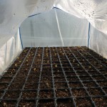 キャベツ、サラダ菜、九条細ネギセルトレイミニハウスの中で発芽はじまる 野菜の成長