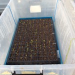 ナスも発芽をはじめました 野菜の成長