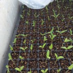ナス・ピーマンなど発芽が揃い、トマト・パプリカの種まきしました 活動/実践