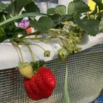 職場のイチゴ再び記録更新になるかもです 活動/実践