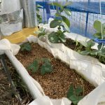 追加購入のイチゴ苗からランナーが出ていて育苗しプランターに定植しました 活動/実践