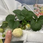 白いイチゴも大きくなって来ました 活動/実践