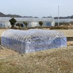 職場の簡易連棟ハウスにネットと側面ビニール等張りました 活動/実践