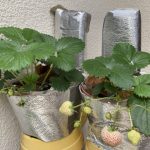 自宅のイチゴ栽培です 活動/実践