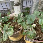 半日陰にプランターを移動させると花が咲き始めました 活動/実践