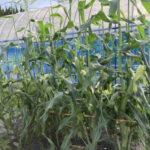 最近の職場の野菜の成長です 活動/実践