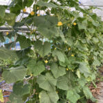 雨が上がると猛暑日が続きます 活動/実践