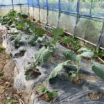 職場のビニールハウス内の野菜の様子です 活動/実践