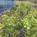 イチゴの植え付けと野菜の成長です 活動/実践