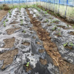 連棟ハウスに土耕栽培にて、イチゴ、ソラマメなど植え付けました 活動/実践