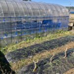 最近の職場の野菜栽培の様子です 活動/実践