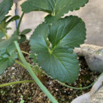 自宅イチゴに葉露がついていました 活動/実践