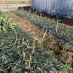 夏の暑さに耐えた、数株のイチゴ株などです 活動/実践