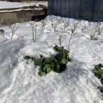 12月23日の大雪で、ビニールハウス雪下ろしをしました 活動/実践