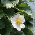 12月中旬の職場の野菜の様子です 活動/実践