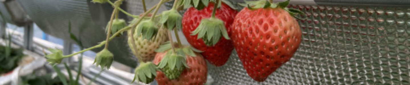 インクルーシブ高知