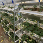 職場のイチゴ苗をプランターに植え付け中などです 活動/実践