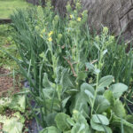 ジャガイモの芽が出はじめましたなど 野菜の成長