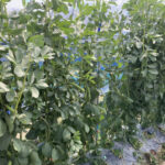 職場の連棟ハウス中央部分の、プランター台が完成しました 活動/実践