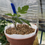 イチジクの水耕栽培をはじめました 活動/実践