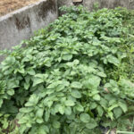 超極早生タマネギの収穫後、ナス、キャベツなど植え付けています 活動/実践