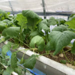 随分と更新が遅れました。最近の野菜の様子です 野菜の成長