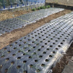 タマネギの苗を植付けました 活動/実践