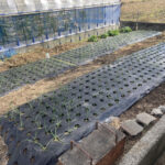 イチゴ苗を植付けました 活動/実践