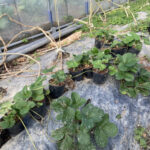 スナップエンドウの花が咲きました 野菜の成長