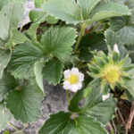 1株だけ残ったイチゴの株に花が咲き始めましたなど 活動/実践
