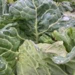 職場の購入イチゴ株から収穫がはじまりましたなど 野菜の成長