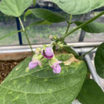 ナスの収穫がはじまりました 野菜の成長