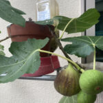 イチヂク・パプリカ・ミニトマトの水耕栽培の様子です 野菜の成長