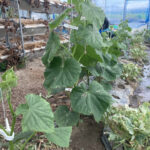 連棟ハウス内の畝間灌水とキュウリの成長です 活動/実践