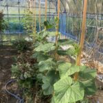 路地ナスやハウスキュウリの誘引をしました 活動/実践