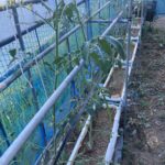 ブロッコリーの苗ができましたなど 野菜の成長