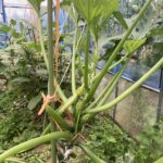 ハウス内のズッキーニとナスです 野菜の成長