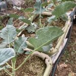 ハウスブロッコリーの成長とタマネギの発芽不良について 野菜の成長