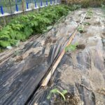 ジャガイモの成長とブロッコリーとソラマメの植付けです 活動/実践